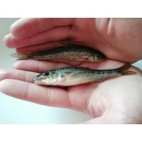 Живец пескарь Живец пескарь