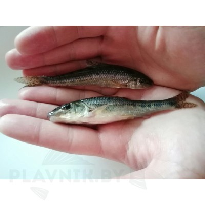 Живец пескарь